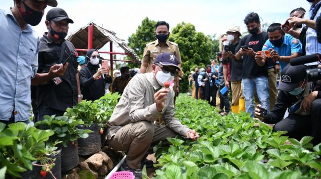 Gubernur Sulsel Nurdin Abdullah di Desa Bonto Tallasa, Kecamatan Uluere, Kabupaten Bantaeng. Lokasi kebun stroberi dan agrowisata / [Foto Humas Pemprov Sulsel]