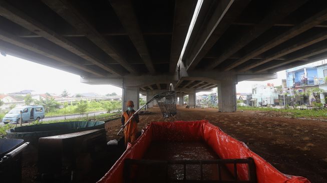 Petugas PPSU menjaring ikan lele yang dibudidayakan di kolong Tol Becakayu, Kalimalang, Jakarta, Selasa (2/2/2021). [Suara.com/Angga Budhiyanto]