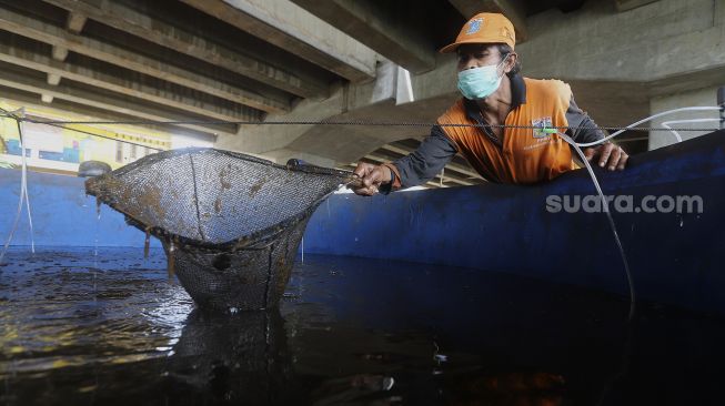 Memanfaatkan Kolong Tol Becakayu untuk Budidaya Ikan Lele
