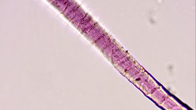Kain kuno ungu berusia 3.000 tahun. [PLOS One]