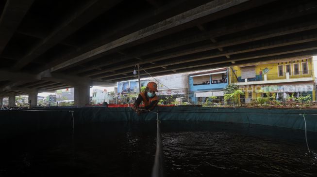 Petugas PPSU mengecek ikan lele yang dibudidayakan di kolong Tol Becakayu, Kalimalang, Jakarta, Selasa (2/2/2021). [Suara.com/Angga Budhiyanto]