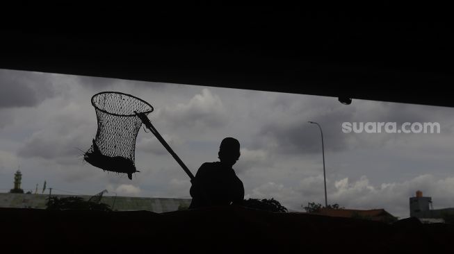 Siluet petugas PPSU menjaring ikan lele yang dibudidayakan di kolong Tol Becakayu, Kalimalang, Jakarta, Selasa (2/2/2021). [Suara.com/Angga Budhiyanto]