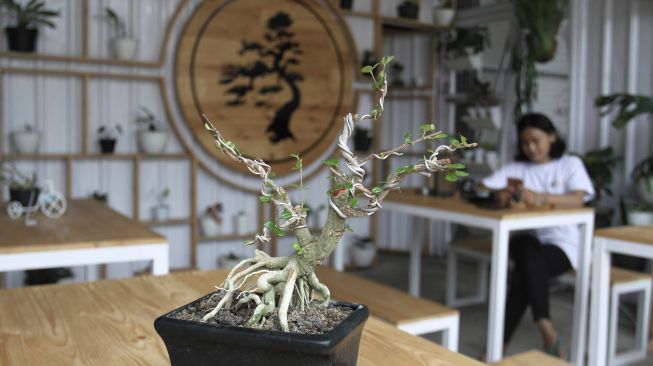 Menikmati Kopi di Cafe Galeri Bonsai
