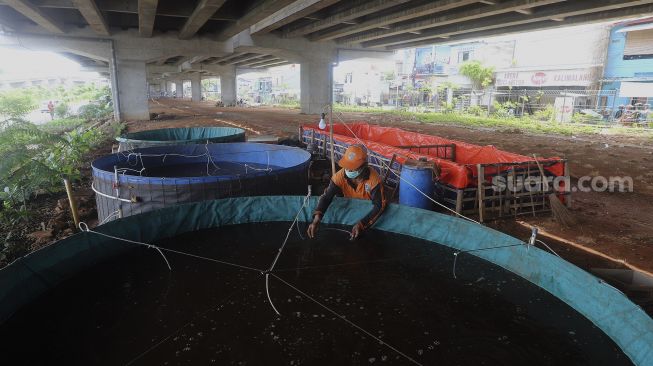Petugas PPSU mengecek ikan lele yang dibudidayakan di kolong Tol Becakayu, Kalimalang, Jakarta, Selasa (2/2/2021). [Suara.com/Angga Budhiyanto]