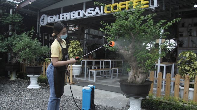 Pekerja menyiram koleksi tanaman bonsai di Cafe Galeri Bonsai, Sleman, DI Yogyakarta, Selasa (2/2/2021). [ANTARA FOTO/Hendra Nurdiyansyah]
