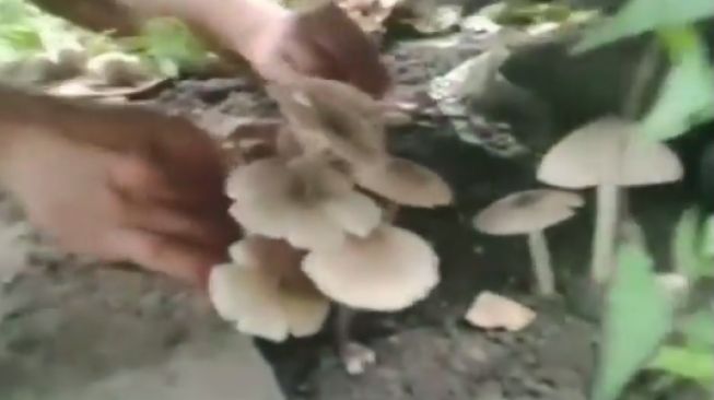 3 Pemuda Angkat Kuburan Demi Ambil Jamur, Publik: Pulang-pulang Kesurupan