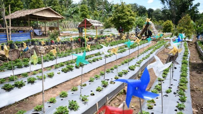 Desa Bonto Tallasa, Kecamatan Uluere, Kabupaten Bantaeng, menjadi kebun stroberi dan agrowisata / [Foto Humas Pemprov Sulsel]