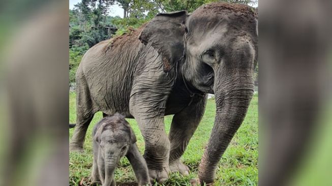 Gajah Sari Lahirkan Anak Kedua, Populasi Gajah Sumatera Bertambah