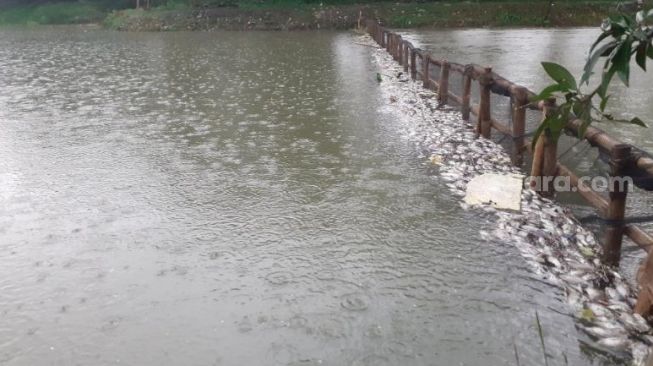 Ribuan Ikan Situ Citongtut Bogor Mati, Ini Hasil Temuan Pegiat Lingkungan