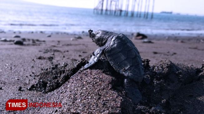 Abrasi Ancam Populasi Penyu dan Wisata Pesisir Banyuwangi