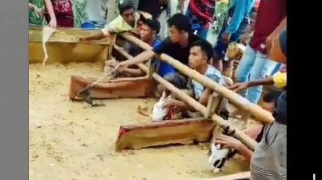 Viral Lomba Balap Kelinci di Lumajang, Warganet Kasihan Soroti Bagian Ini