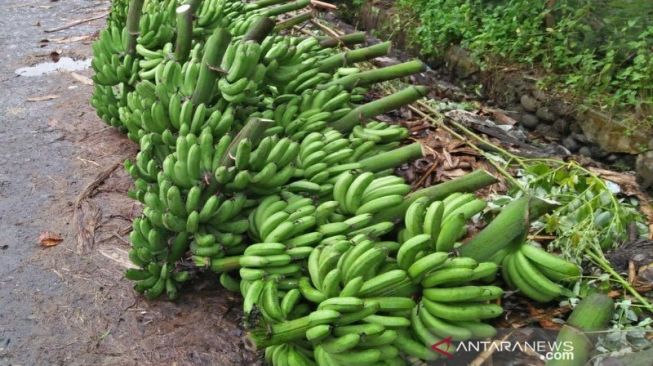 Pemkab Taput Targetkan Penambahan 300 Hektare Penanaman Pisang Barangan