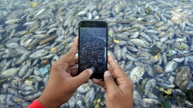 Warga memotret ikan yang mati di tepi Danau Maninjau, Nagari Bayur, Kabupaten Agam, Sumatera Barat, Jumat (5/2/2021).  [ANTARA FOTO/Iggoy el Fitra]