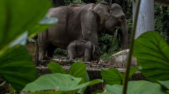 Anak Gajah Sumatera (Elephas maximus sumatranus) bermain dengan induknya di Pusat Latihan Satwa khusus Gajah Sumatera, Tangkahan, Kabupaten Langkat, Sumatera Utara, Kamis (4/2/2021). ANTARA FOTO/Rony Muharrman
