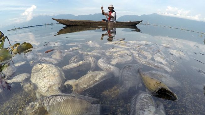 Nelayan melihat ikan yang mati di tepi Danau Maninjau, Nagari Bayur, Kabupaten Agam, Sumatera Barat, Jumat (5/2/2021). [ANTARA FOTO/Iggoy el Fitra]