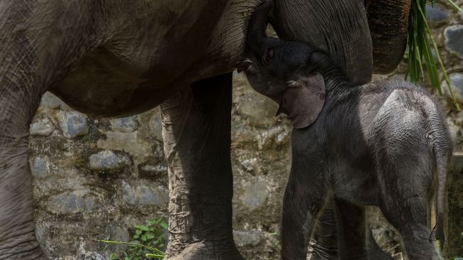 Anak Gajah Sumatera (Elephas maximus sumatranus) bermain dengan induknya di Pusat Latihan Satwa khusus Gajah Sumatera, Tangkahan, Kabupaten Langkat, Sumatera Utara, Kamis (4/2/2021). ANTARA FOTO/Rony Muharrman
