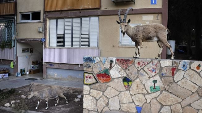 Nubian ibexes, sejenis kambing gurun berkeliaran di jalan selama masa karantina nasional karena krisis pandemi COVID-19 di kota Mitzpe Ramon, Israel selatan, pada (4/2/2021). [MENAHEM KAHANA / AFP]