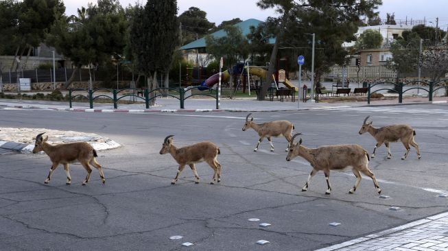 Nubian ibexes, sejenis kambing gurun berkeliaran di jalan selama masa karantina nasional karena krisis pandemi COVID-19 di kota Mitzpe Ramon, Israel selatan, pada (4/2/2021). [MENAHEM KAHANA / AFP]