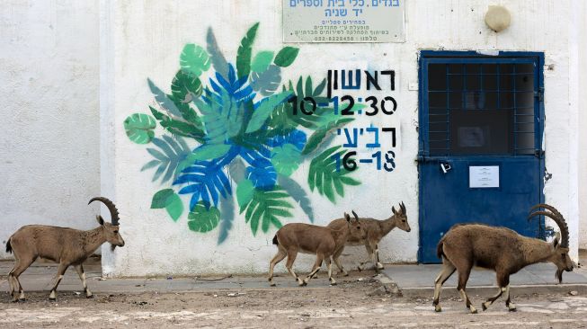 Nubian ibexes, sejenis kambing gurun berkeliaran di jalan selama masa karantina nasional karena krisis pandemi COVID-19 di kota Mitzpe Ramon, Israel selatan, pada (4/2/2021). [MENAHEM KAHANA / AFP]