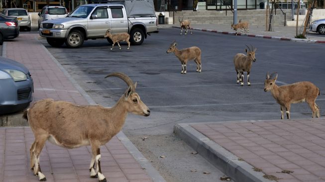 Nubian ibexes, sejenis kambing gurun berkeliaran di jalan selama masa karantina nasional karena krisis pandemi COVID-19 di kota Mitzpe Ramon, Israel selatan, pada (4/2/2021). [MENAHEM KAHANA / AFP]