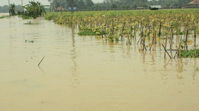 Sudah Hampir Sepekan, Banjir di Karawang Merendam Areal Persawahan