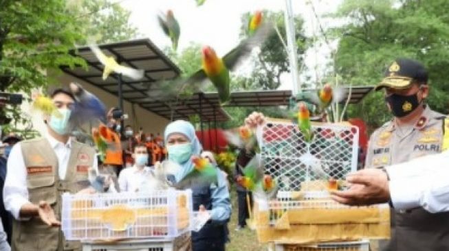 Lepas Burung Lovebird ke Alam Liar, Gubernur Khofifah Tuai Kritikan