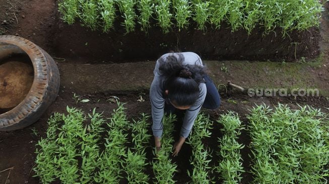 Warga merawat tanaman sayuran yang ditanam di sentra sayuran bawah kolong (Trasa Balong) Jalan Layang Cipinang, Jakarta, Senin (8/2/2021). [Suara.com/Angga Budhiyanto]