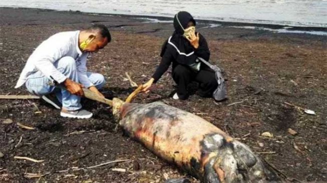 Dugong Mati Ditemukan di Pantai Dumai, Ada Dugaan Keracunan Air Laut