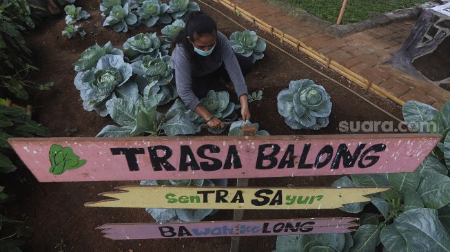 Warga merawat tanaman sayuran yang ditanam di sentra sayuran bawah kolong (Trasa Balong) Jalan Layang Cipinang, Jakarta, Senin (8/2/2021). [Suara.com/Angga Budhiyanto]