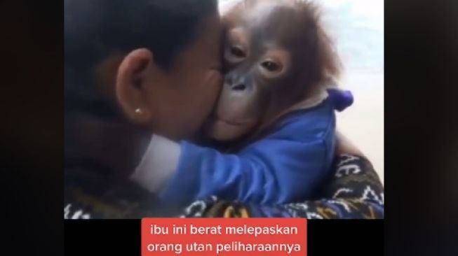 Haru! Rawat Orang Utan Seperti Anak, Ibu Ini Nangis Serahkan ke Penangkaran