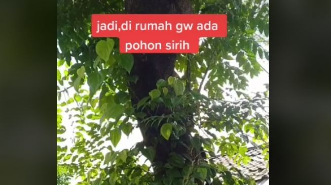 Iseng Jual Daun Sirih di Olshop, Pemuda Ini Kaget dengan Respon Pembeli