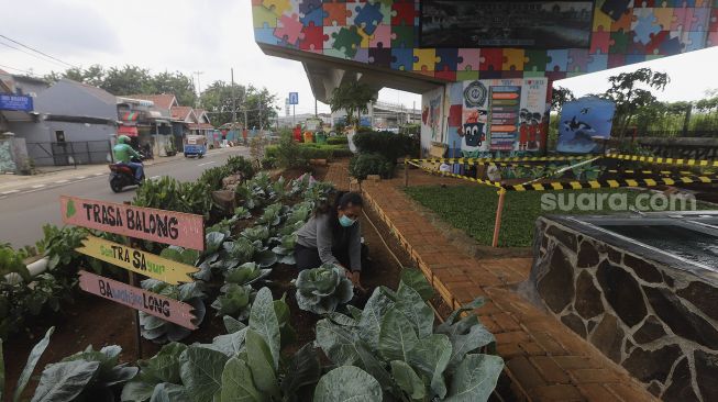 Warga merawat tanaman sayuran yang ditanam di sentra sayuran bawah kolong (Trasa Balong) Jalan Layang Cipinang, Jakarta, Senin (8/2/2021). [Suara.com/Angga Budhiyanto]