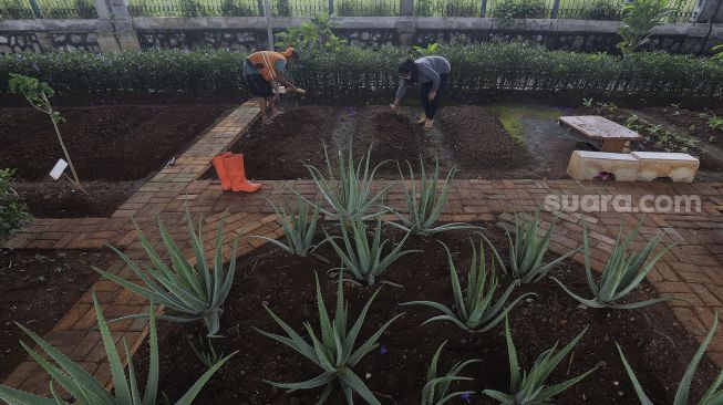 Warga dibantu petugas Penanganan Prasarana dan Sarana Umum (PPSU) menyiapkan tanah yang akan ditanami sayuran di sentra sayuran bawah kolong (Trasa Balong) Jalan Layang Cipinang, Jakarta, Senin (8/2/2021). [Suara.com/Angga Budhiyanto]