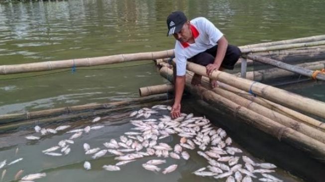 Banyak Ikan Mati, Nelayan Kendari Tolak Lokasi Keramba Jaring Apung