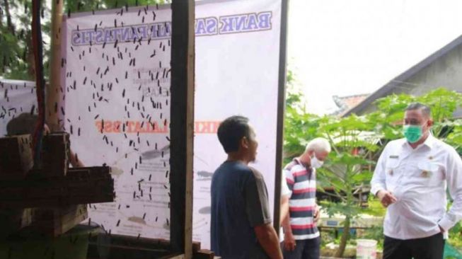 Pelihara Lalat Ini Bisa Dapat Omzet Rp 12 Juta per Bulan