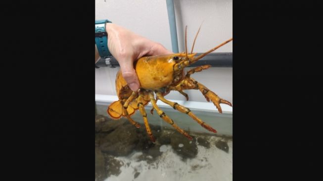 Lobster langka, Banana. [University of New England]