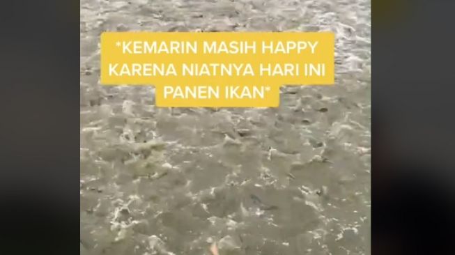 Mau Panen, Nasib Petambak Nila Ini Berujung Pilu Gegara Tanggul Jebol