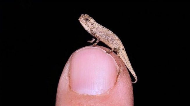 Kenalan Dengan Nano Chameleon, Reptil Terkecil di Dunia