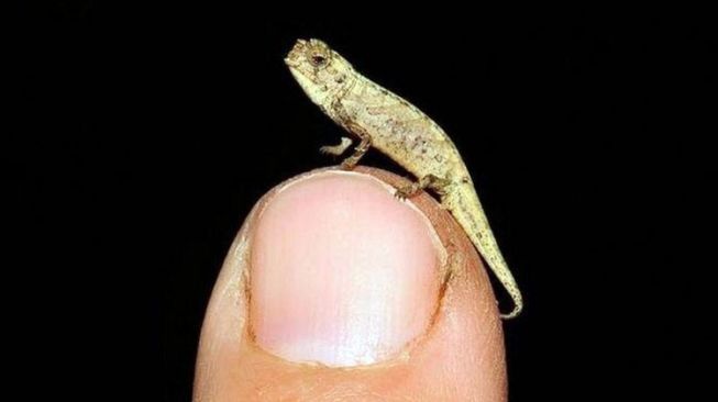 Meet the Smallest Reptile in the World, Nano Chameleon