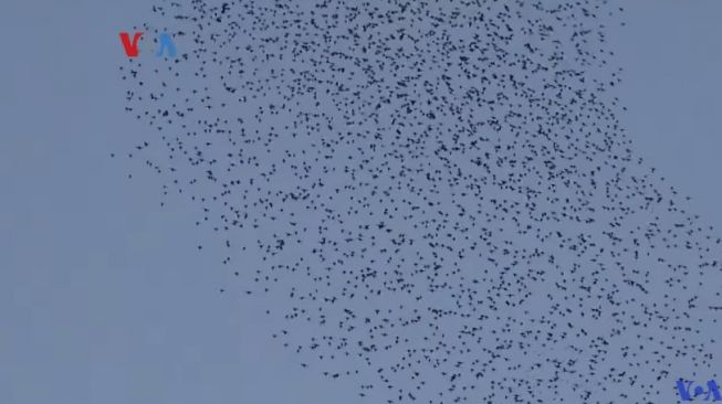 Fenomena Unik di Amerika Utara: Nobar Koreografi Ribuan Burung Jalak
