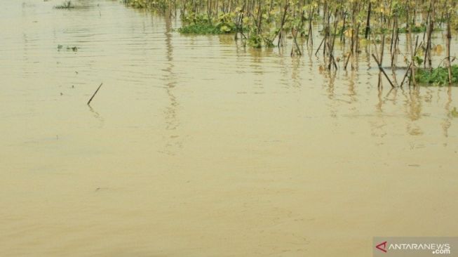Banjir Rendam 1.085 Hektare Sawah di Karawang