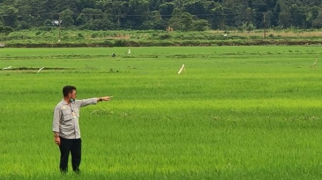 Petani NTT Senang, Food Estate di Sumba Tengah Berdampak pada Kesejahteraan