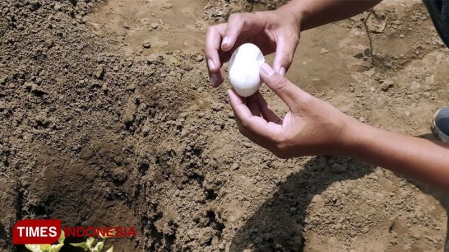 BKSDA Pastikan Temuan Telur di Lamongan Bukan Buaya, Tapi Satwa Ini