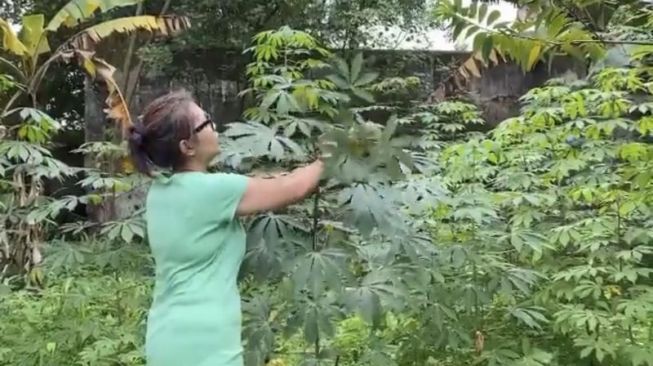 GKR Timoer Rumbai memetik daun singkong di kebun dekat Keputren kompleks Keraton Solo tempatnya terkurung, Jumat (12/2/2021). (Istimewa)