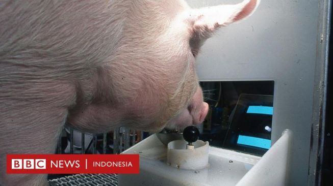 Babi Bisa Main Gim Video, Ilmuwan Sebut Ini Bukan Pencapaian Kecil