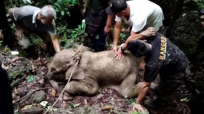 Terperosok ke Lumpur, Kedua Kaki Bayi Gajah Sumatera Lumpuh
