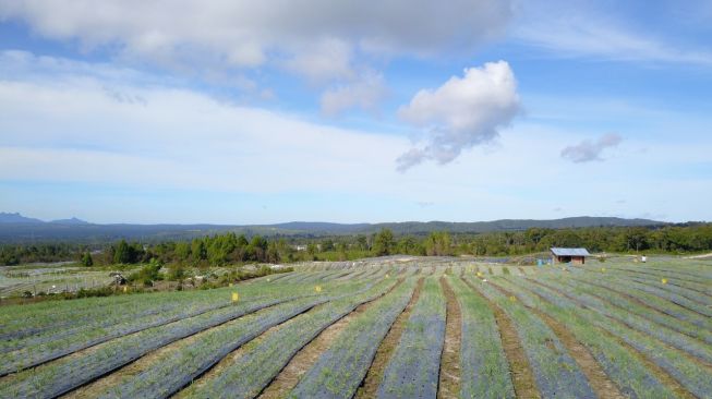 Food Estate Dinilai Mampu Selamatkan Kebutuhan Pangan Jangka Panjang