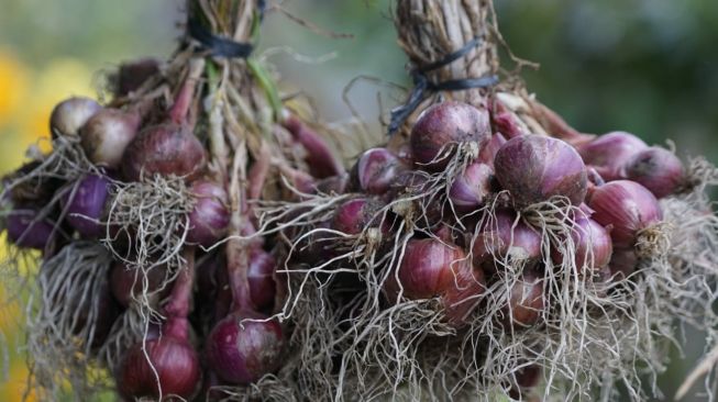 Hasil panen petani lahan food estate di Desa Ria-Ria, Sumatera Utara. (Dok. Kementan)