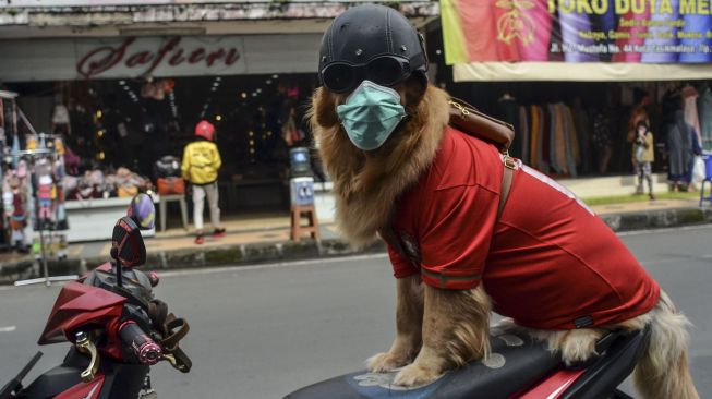 Seekor anjing bernama Joy membonceng motor dengan mengenakan helm dan masker di pusat Kota Tasikmalaya, Jawa Barat, Senin (15/2/2021).  ANTARA FOTO/Adeng Bustomi