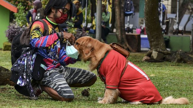 Pelatih anjing, Aril Saputra memakaikan masker kepada anjingnya bernama Joy di Alun-alun Kota Tasikmalaya, Jawa Barat, Senin (15/2/2021). ANTARA FOTO/Adeng Bustomi